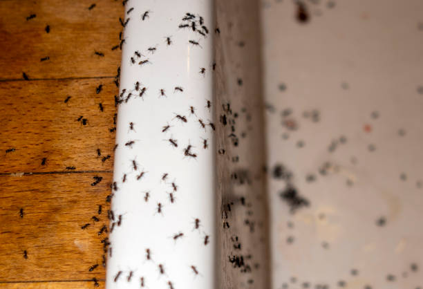 Best Insect Control  in Alturas, FL